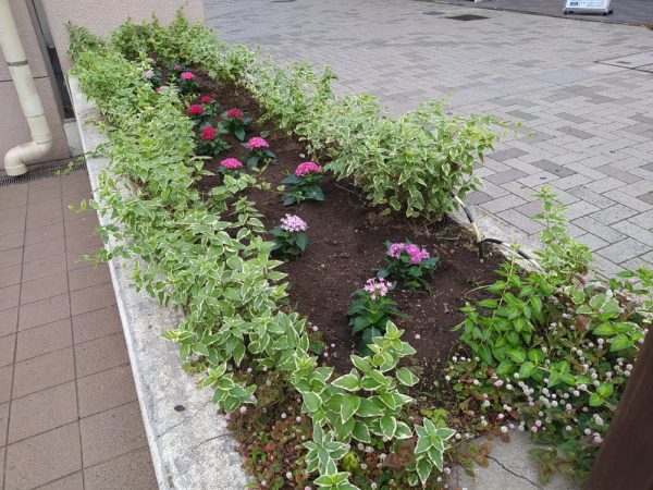 花と緑のまちづくり 開始から7周年 夏花壇テーマは コロナに負けるな 日本 中川駅前商業地区振興会