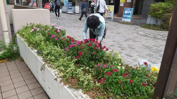 駅前花壇のペンタスの花を剪定