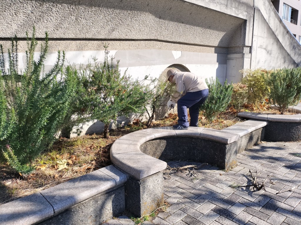 中川駅前広場の剪定
