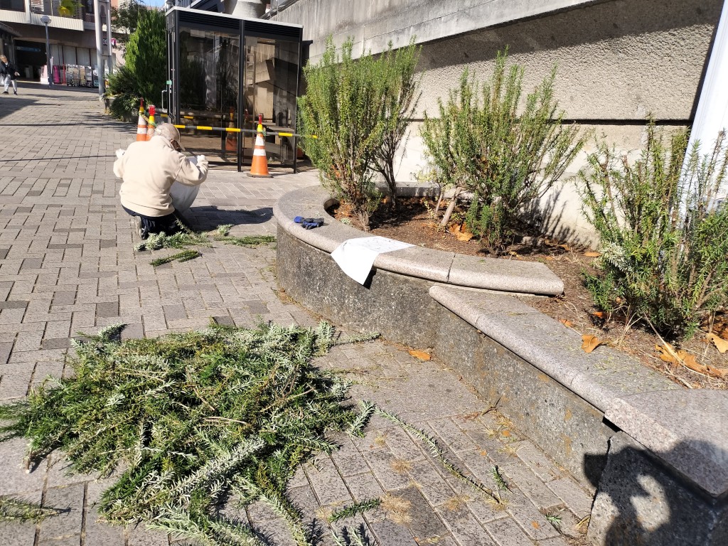 ローズマリーは伸びが早い